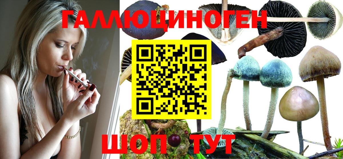 Галлюциногенные грибы мицелий Богданович